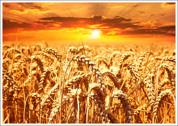 sd700_wheat-field